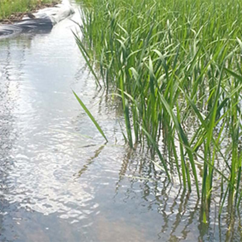 【ふるさと納税】＼選べる回数・内容量／ お米の定期便 農薬不使用米 太地米完熟 【こしひかり】 玄米 2kg 3kg 5kg 10kg × 3か月 6か月 9か月 12か月 ブランド米 お米 人気 F7X-0400var