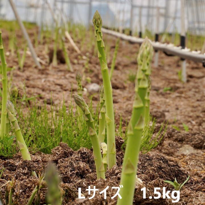 アスパラ グリーンアスパラガス アスパラガス Lサイズ 野菜 採れたて 新鮮 1.5kg 春夏秋