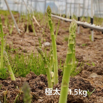 アスパラ グリーンアスパラガス アスパラガス 極太 野菜 採れたて 新鮮 1.5kg キラリファーム23