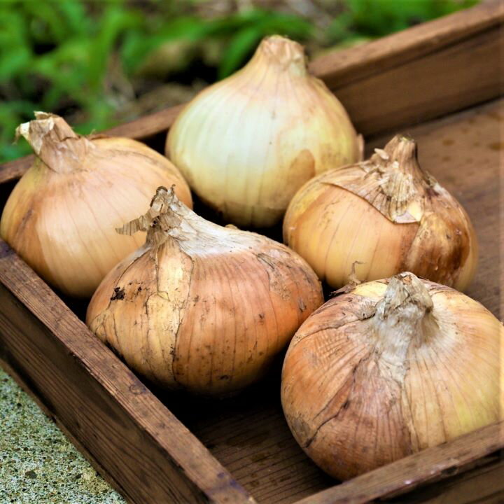 【ふるさと納税】玉ねぎ 5kg 会津 伝統野菜 慶徳 玉ねぎ