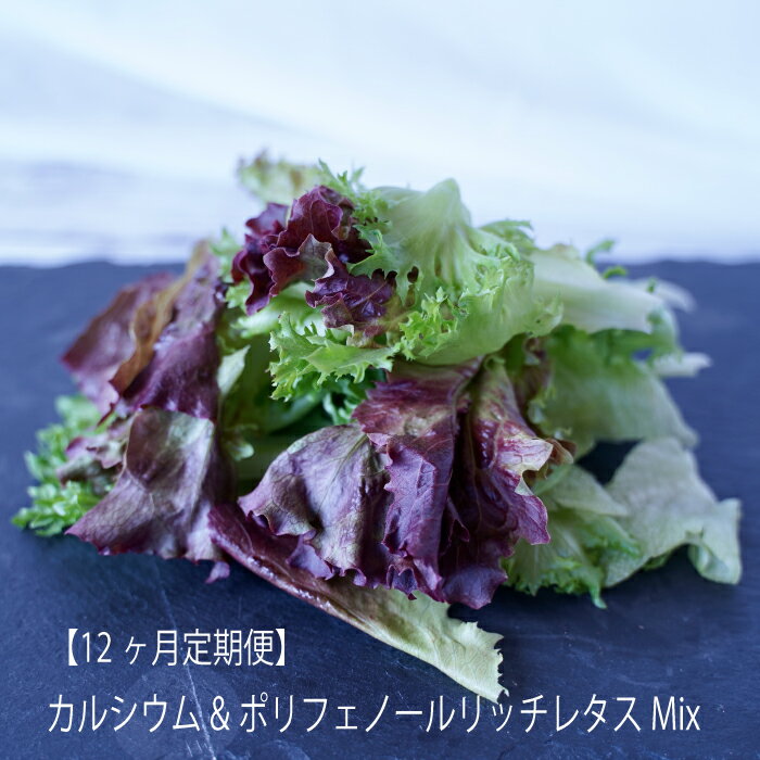 6位! 口コミ数「0件」評価「0」【定期便】レタス 野菜 水耕栽培 農薬不使用 カルシウム ポリフェノール リッチ ミックス 12ヶ月間