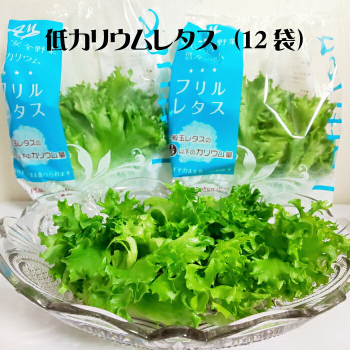 【ふるさと納税】【年内発送】レタス 野菜 水耕栽培 農薬不使用 低カリウムレタス 12袋 セット