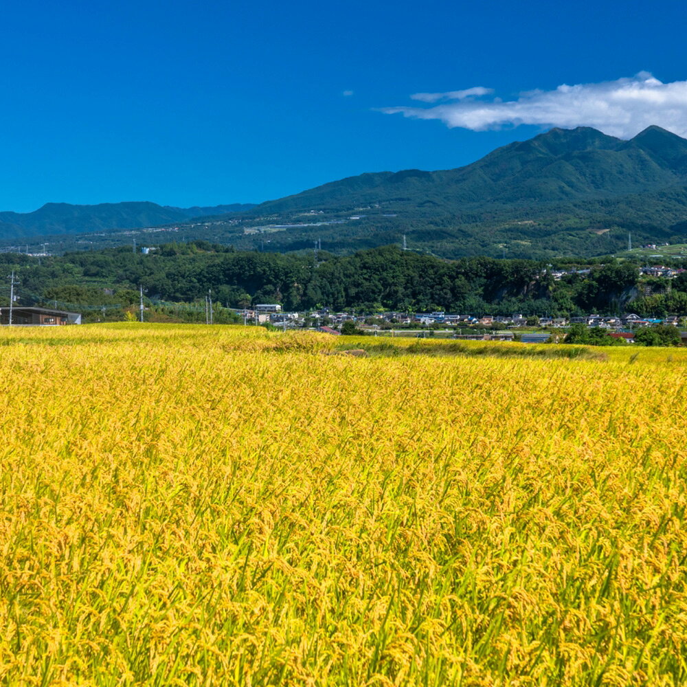 【ふるさと納税】【令和8年産 先行予約】喜多方産天のつぶ10kg　令和8年産 ひとめ...