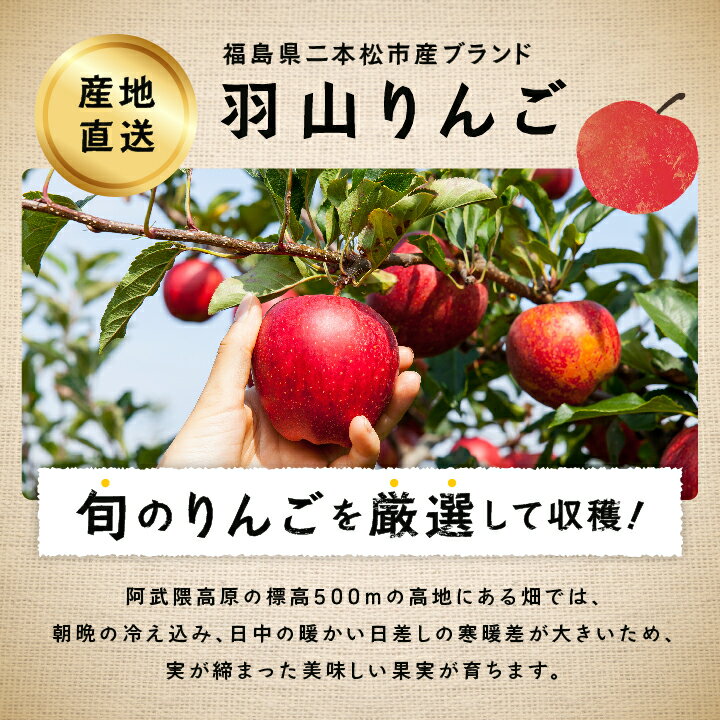【ふるさと納税】《2025年12月上旬以降発送》羽山りんご 完熟サンふじ 3kg りんご リンゴ 林檎 国産りんご フルーツ 果物 人気 ランキング おすすめ ギフト ふるさと 納税 福島 ふくしま 二本松市 送料無料 【羽山果樹組合】