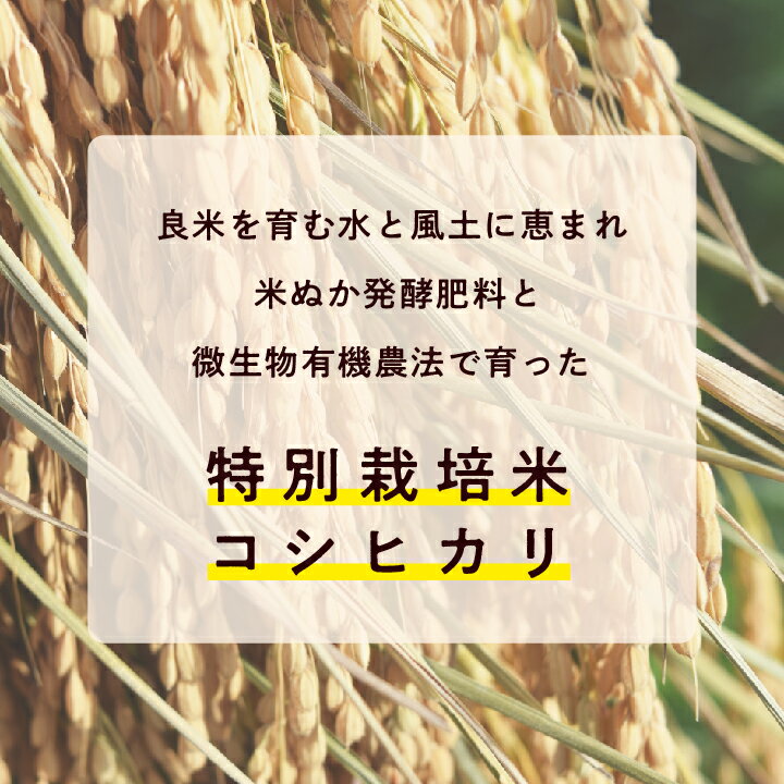 【ふるさと納税】 《 定期便 6ヶ月 》 菊姫米　特別栽培米コシヒカリ　玄米5kg 玄米 コシヒカリ 定期便 定期便6ヶ月 米 5kg 15kg お米 おいしい おすすめ お中元 お歳暮 ギフト 二本松市 ふくしま 福島県 送料無料 【ADATARAふぁーむ】