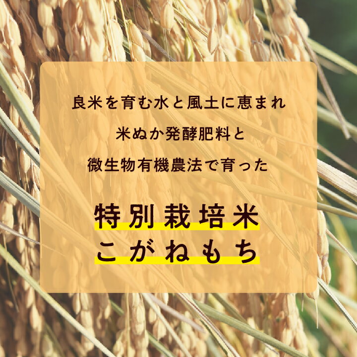 【ふるさと納税】 菊姫米　高級ブランドもち米こがねもち使用　もち米5kg もち米 こがねもち 米 もち 5kg お米 おいしい おすすめ お中元 お歳暮 ギフト 二本松市 ふくしま 福島県 送料無料 【ADATARAふぁーむ】