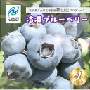 【ふるさと納税】 東京農工大学名誉教授「横山 正」ブランドのブルーベリー冷凍果実4パックセット(品種おまかせ) ブルーベリー フルーツ 果物 冷凍果実 おすすめ...