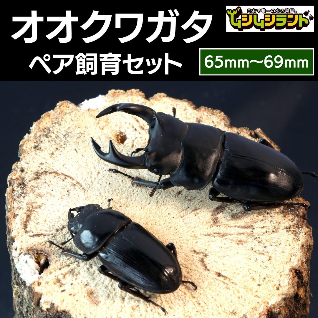 2位! 口コミ数「0件」評価「0」 オオクワガタ ペア 飼育 セット 65mm～ クワガタ 自由研究 昆虫 成虫 生体 虫 飼育 夏休み 観察 自然 環境 学習 子供 孫 プ･･･ 