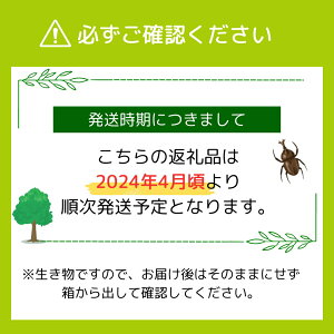 【ふるさと納税】 【先行予約】 カブトムシ 幼虫 観察セット 2024年5月以降発送 自由研究 昆虫 成虫 生体 虫 飼育 夏休み 自然 環境 学習 子供 孫 プレゼント 贈答 福島県 田村市 田村 ムシムシランド