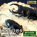 【ふるさと納税】 大きさが選べる オオクワガタ ペア 飼育 セット 65mm〜 70mm〜 75mm〜 先行予約 2025年5月以降発送 クワガタ 自由研究 昆...
