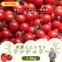 29位! 口コミ数「0件」評価「0」 先行予約 ミニトマト サンチェリー 1.5kg トマト tomato とまと プチトマト 新鮮 野菜 農家直送 おすすめ おいしい 贈答 ･･･ 