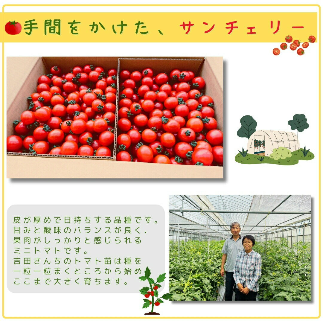 【ふるさと納税】 先行予約 ミニトマト サンチェリー 1.5kg トマト tomato とまと プチトマト 新鮮 野菜 農家直送 おすすめ おいしい 贈答 福島県 田村市 田村 よしのや農園