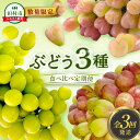 【ふるさと納税】【先行予約 2025年発送】\ぶどう 3種 食べ比べ 定期便/ 3回発送 冷蔵 高級 種無し 種なし シャインマスカット ブドウ ぶどう 品種 ...