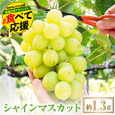 【ふるさと納税】【 先行予約 2025年発送 】 シャインマスカット1.3kg 冷蔵 種無し 種なし シャインマスカット ぶどう 品種 果物 甘い 巨峰 美味し...