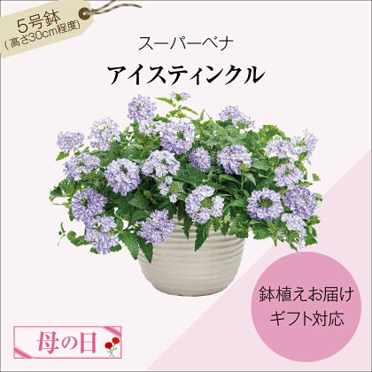 ＼ 先行予約 ／ 【 母の日 ギフト 5月6日まで！ 】 スーパーベナ 「 アイスティンクル 」 母の日 お花 花 フラワー flower Flower 華 鉢 贈り物 ギフト プレゼント インテリア 人気 おすすめ 福島県 田村市 フローラハシモト