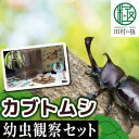 昆虫人気ランク18位　口コミ数「0件」評価「0」「【ふるさと納税】 【先行予約】 カブトムシ 幼虫 観察セット 2024年5月以降発送 自由研究 昆虫 成虫 生体 虫 飼育 夏休み 自然 環境 学習 子供 孫 プレゼント 贈答 福島県 田村市 田村 ムシムシランド」