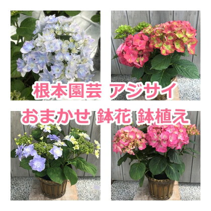 【先行予約】根本園芸 アジサイ おまかせ 鉢花 鉢植え 花 ギフト 農林水産大臣賞受賞 母の日【10038】