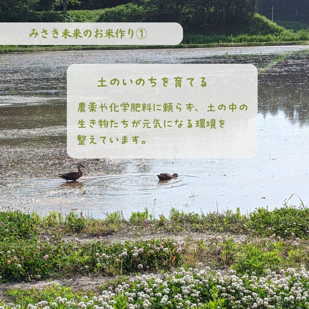 【ふるさと納税】【定期便】玄米おまかせ3品種 令和7年産 新米 15kg (5kg×3回) 農薬不使用コシヒカリ・天のつぶ・つきあかり | 無農薬 農薬不使用 化学肥料不使用 玄米 お米 米 こめ コメ 福島産 福島県産 南相馬 みさき未来