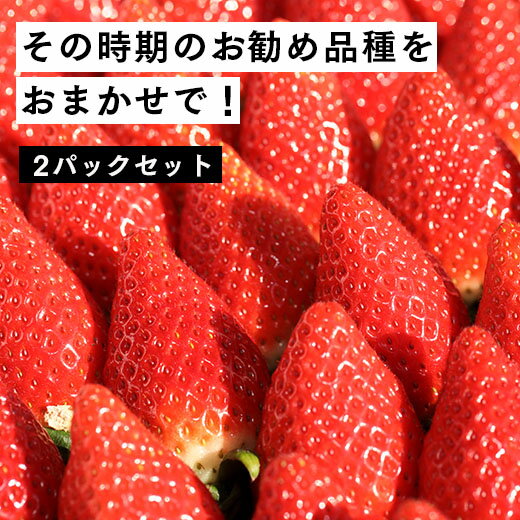 【ふるさと納税】【2月発送開始・数量限定】伊賀いちご園のおまかせ2P（280g/パック×2パック） - イチゴ ストロベリー strawberry【18010】