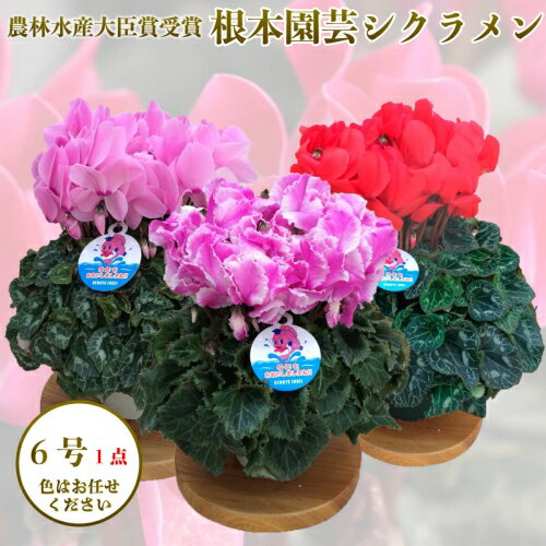 【ふるさと納税】根本園芸 シクラメン 【6号】1鉢 鉢花 鉢植え 色おまかせ ガーデンシクラメン 花 ギフト 農林水産大臣賞受賞【10014】