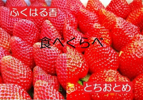 【ふるさと納税】伊賀いちご園のレギュラーパック2P（280g/パック×2パック） - イチゴ ストロベリー strawberry ふくはる香 とちおとめ【18003】