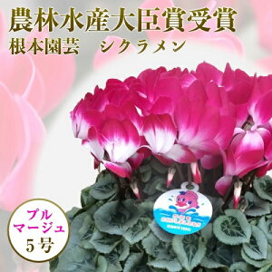 【ふるさと納税】【新型コロナ被害支援】緊急支援品 根本園芸 シクラメン 【5号】 (先行予約） 鉢花 鉢植え プルマージュ　ガーデンシクラメン 花 ギフト 農林水産大臣賞受賞【10020】