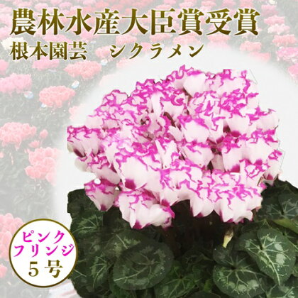 根本園芸 シクラメン 【5号】 (先行予約) 鉢花 鉢植え ピンク系フリンジ ガーデンシクラメン 花 ギフト 農林水産大臣賞受賞【10006】