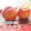 【ふるさと納税】\選べる容量/【2026年出荷分先行予約】福島県産 玉うさぎ 約3kg 約5kg 小林果樹園 伊達の桃 桃 フルーツ 果物 もも モモ momo F21C-010var