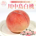 【ふるさと納税】\選べる容量/【2026年出荷分先行予約】福島県産 川中島白桃 約2kg 約3kg 森果樹園 自然豊かな月舘で育った桃 伊達の桃 桃 フルーツ 果物 もも モモ momo F21C-056var
