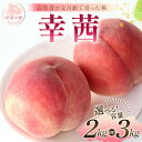 【ふるさと納税】\選べる容量/【2026年出荷分先行予約】福島県産 幸茜 約2kg 約3kg 森果樹園 自然豊かな月舘で育った桃 伊達の桃 桃 フルーツ 果物 もも モモ momo F21C-060var