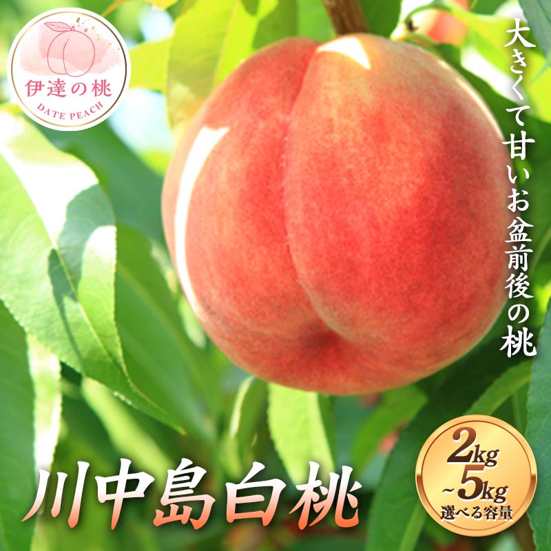 【ふるさと納税】【選べる容量】大きくて甘いお盆前後の桃 川中島白桃 約2kg~5kg 伊達の桃 桃 もも モモ 果物 くだもの フルーツ 国産 食品 F21C-122var