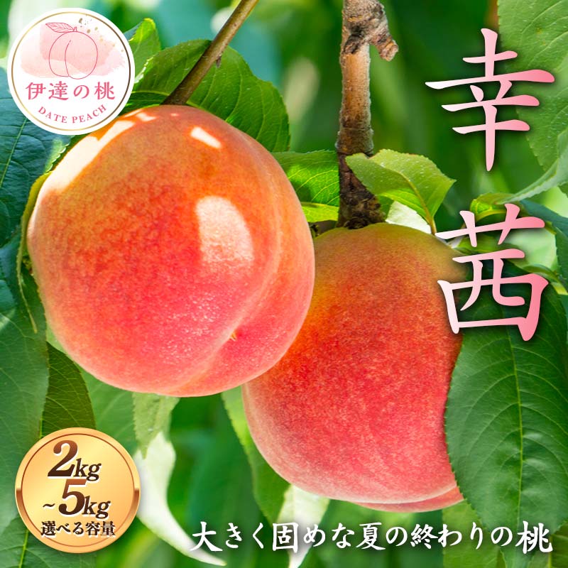 【ふるさと納税】【選べる容量】大きく固め 夏の終わりの桃 幸茜 約2kg～5kg 伊達の桃 桃 もも モモ 果物 くだもの フルーツ 国産 食品 F21C-125var