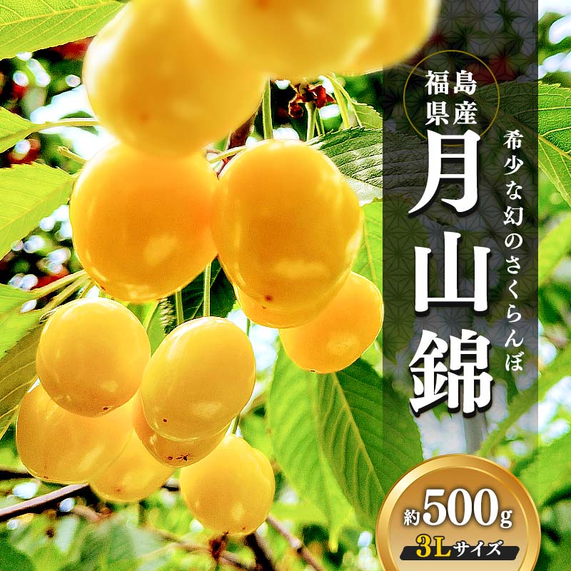 ＼ 2026年出荷分 ／ 福島県伊達市産 さくらんぼ 月山錦 約500g 株式会社大喜 大粒 希少 フルーツ 果物 サクランボ F21C-512