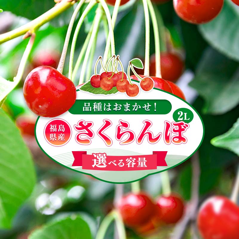 ＼選べる容量／【2026年出荷分】 福島県伊達市産 さくらんぼ 品種おまかせ 約500g 約1kg 株式会社大喜 フルーツ 果物 サクランボ F21C-523var
