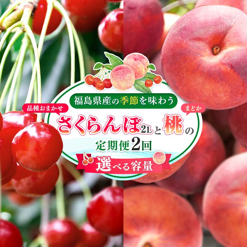 ＼ 選べる容量 ／ 【2026年出荷分】福島県伊達市産 〈定期便2回〉 さくらんぼ （約500g・約1kg） ＆ 桃 （約3kg） 株式会社大喜 伊達の桃 まどか 桃 フルーツ 果物 もも モモ momo サクランボ F21C-524var