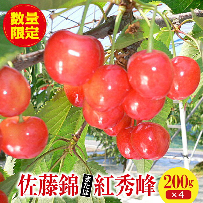 【ふるさと納税】＜先行予約＞福島県 伊達市産 さくらんぼ 佐藤錦 または紅秀峰 (200g×4パック)のサムネイル