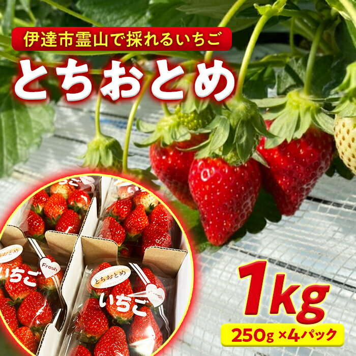 伊達市霊山で採れるいちご「とちおとめ」1kg (250g×4パック) イチゴ 苺 F20C-532