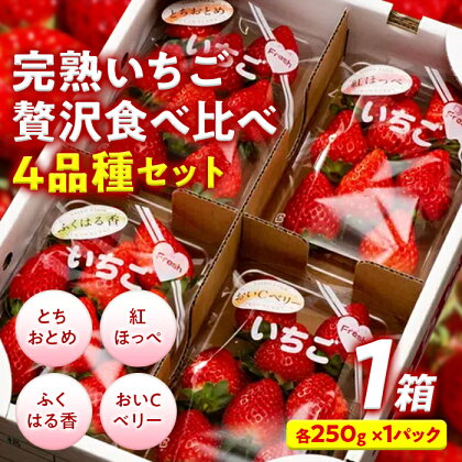 完熟 いちご 贅沢食べ比べ 4品種セット（1箱） とちおとめ ふくはる香 紅ほっぺ おいCベリー イチゴ 苺 いちご F20C-533