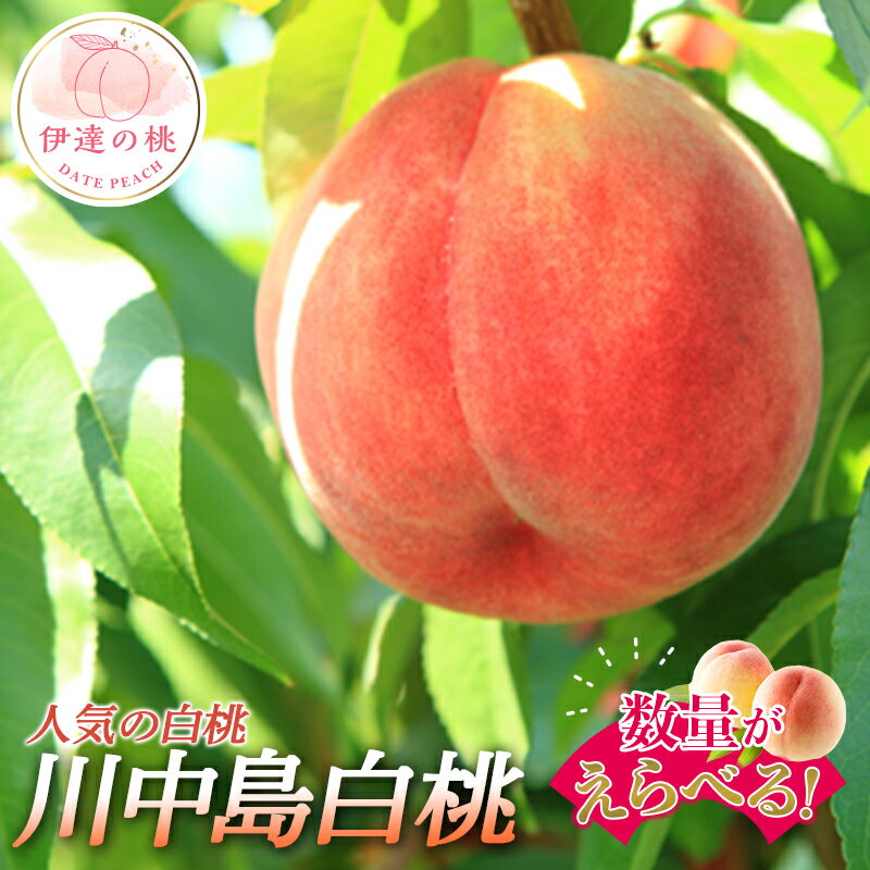 【ふるさと納税】数量が選べる 福島県産 川中島白桃 2kg 3kg 5kg 2024年8月中旬～2024年8月下旬発送 先行予約 予約 白桃 大玉 伊達の桃 桃 もも モモ 果物 くだもの フルーツ 国産 食品 F20C-558varのサムネイル