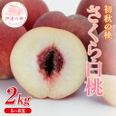 【ふるさと納税】【2026年出荷分先行予約】福島県産 さくら白桃 約2kg (5~8玉) 斎藤果樹園 大玉 固め 白桃 伊達の桃 桃 フルーツ 果物 もも モモ momo F20C-636