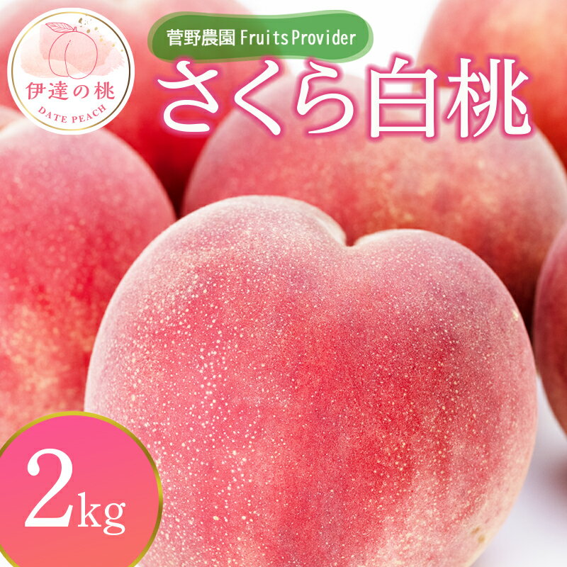 【ふるさと納税】2025年出荷分 先行予約福島県産 さくら白桃 2kg 2025年9月上旬〜2025年9月中旬発送 先行予約 予約 大玉 固め 白桃 伊達の桃 桃 もも モモ 果物 くだもの フルーツ 国産 食品 F20C-639