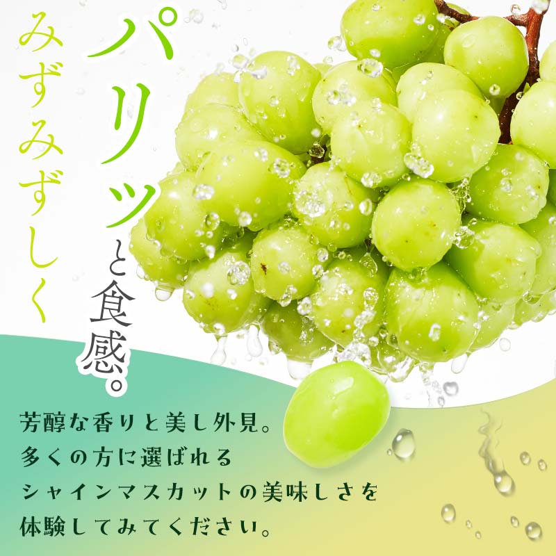 【ふるさと納税】＜2026年秋発送・先行予約＞大人気！《容量が選べる》 伊達市産 シャインマスカット 約1kg〜約3kg フルーツ 果物 ぶどう マスカット デザート 福島県 伊達市 選べる容量 F20C-659var