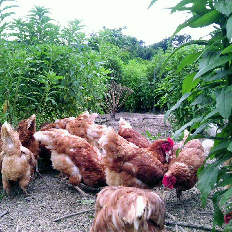 【ふるさと納税】平飼い卵 とれたて発送「御幸卵」の生卵と温泉たまごセット（生卵24玉、温たま24玉） 伊達市 福島県 国産 養鶏場直送 卵 たまご 玉子 生卵 鶏卵 温泉たまご F20C-760