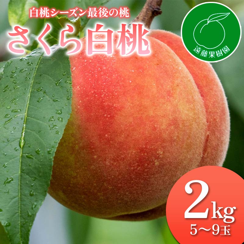 【ふるさと納税】《先行予約》 最後の桃　「さくら白桃」2kg