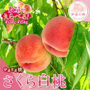【ふるさと納税】\選べる容量/【2026年出荷分先行予約】福島県産 さくら白桃 約3kg 約5kg サトー農園 大玉 固め 白桃 伊達の桃 桃 フルーツ 果物 もも モモ momo F20C-836var