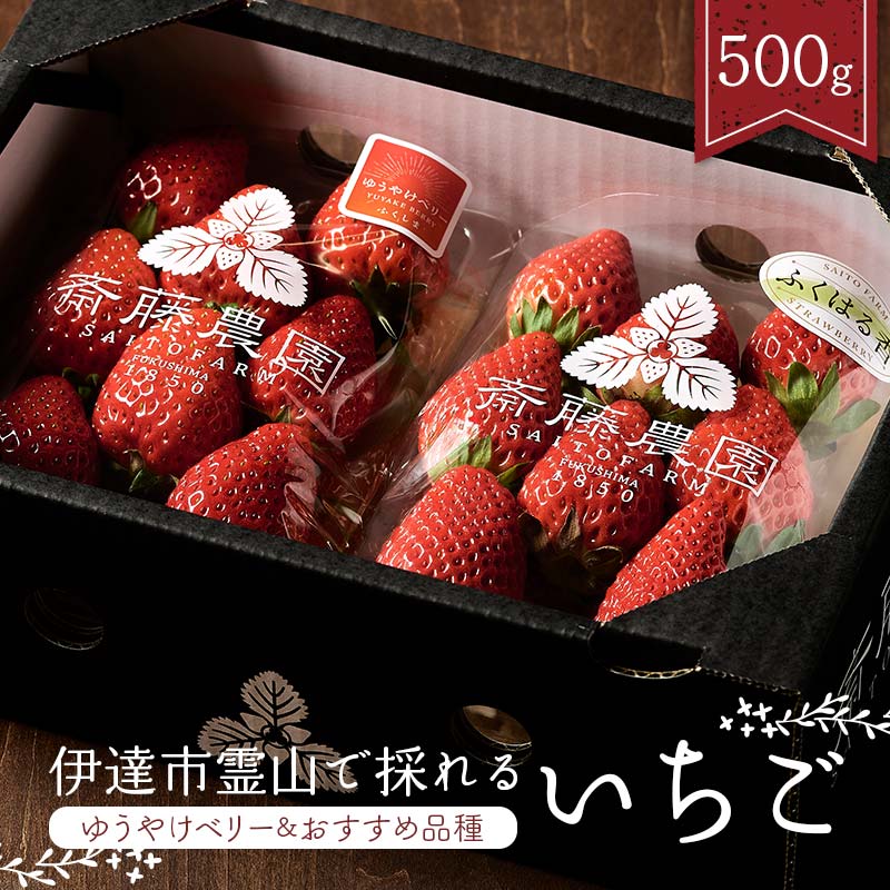 [2026年発送]伊達市霊山で採れるいちご2種類詰め合わせ500g(ゆうやけベリー&おすすめ品種) ゆうやけベリー とちおとめ ふくはる香 紅ほっぺ おいCベリー イチゴ 苺 いちご F21C-216