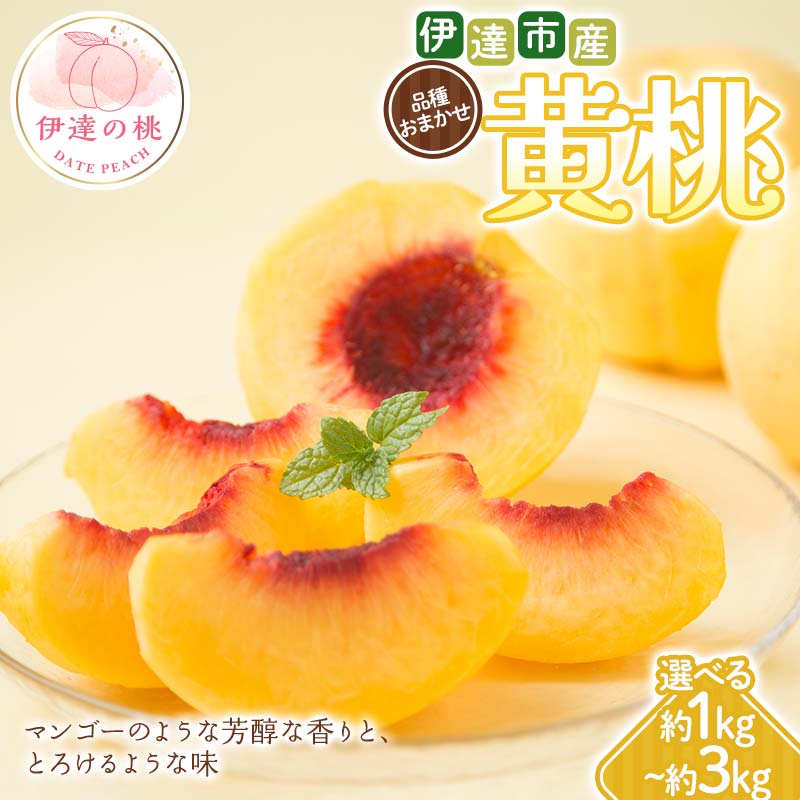 ＼選べる容量/[2026年出荷分先行予約]福島県 伊達市産 黄桃 品種おまかせ 約1kg・約2kg・約3kg 種まきうさぎ株式会社 伊達の桃 桃 フルーツ 果物 もも モモ momo F21C-291var