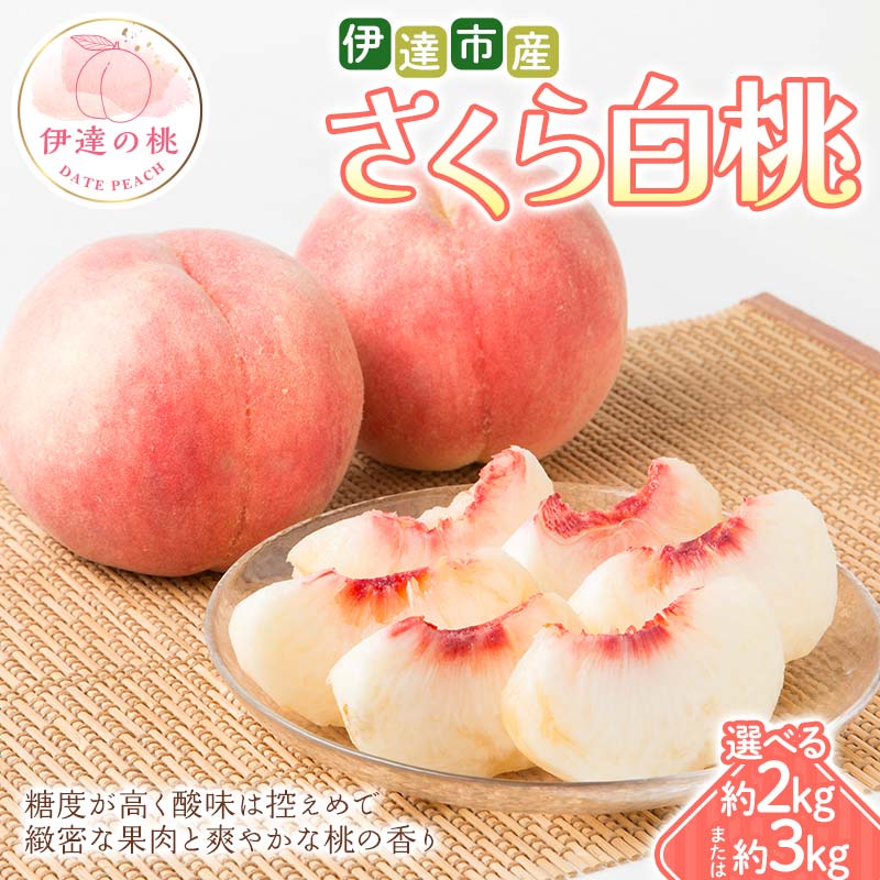 ＼選べる容量/[2026年出荷分先行予約]福島県 伊達市産 さくら白桃 約2kg・約3kg 種まきうさぎ株式会社 伊達の桃 桃 フルーツ 果物 もも モモ momo F21C-294var