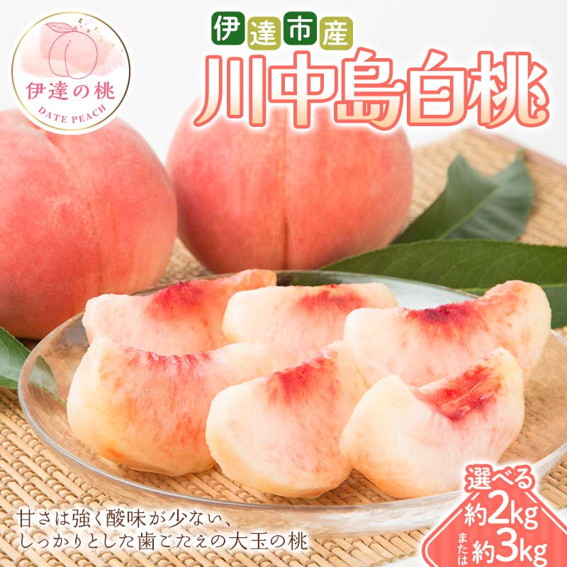 ＼選べる容量/[2026年出荷分先行予約]福島県 伊達市産 川中島白桃 約2kg・約3kg 種まきうさぎ株式会社 伊達の桃 桃 フルーツ 果物 もも モモ momo F21C-296var