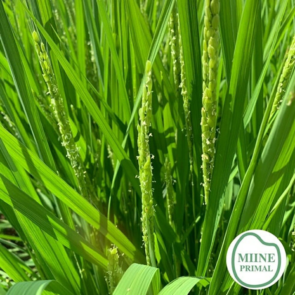 【ふるさと納税】【令和7年産】【選べる内容量！】 福島県産ミルキークイーン 5~10kg お米 おこめ コメ ご飯 ごはん 精米 令和7年産 本宮市 福島県産 送料無料 【07214-0302・0431】